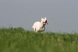 DOGUE ARGENTIN 363